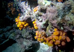 Tubastraea sp