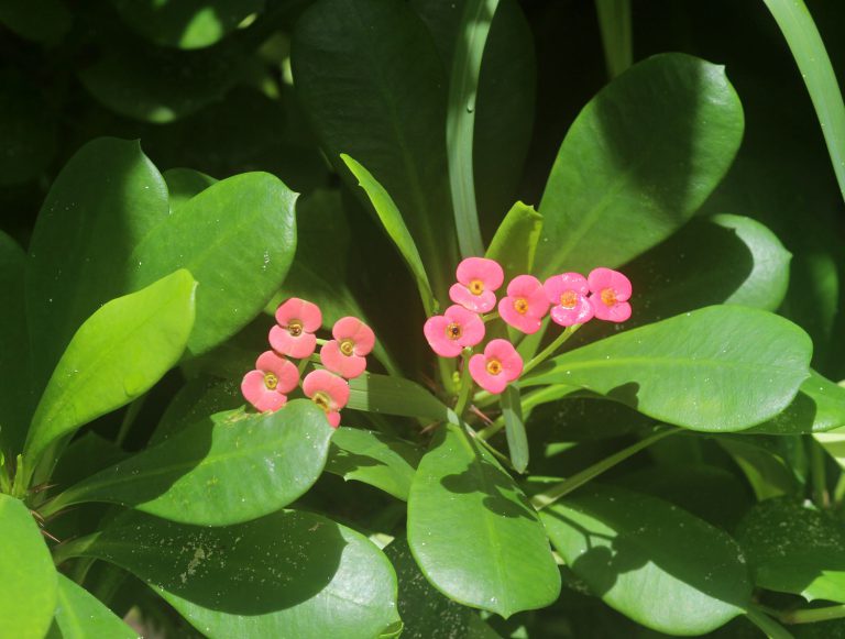 Euphorbia milii