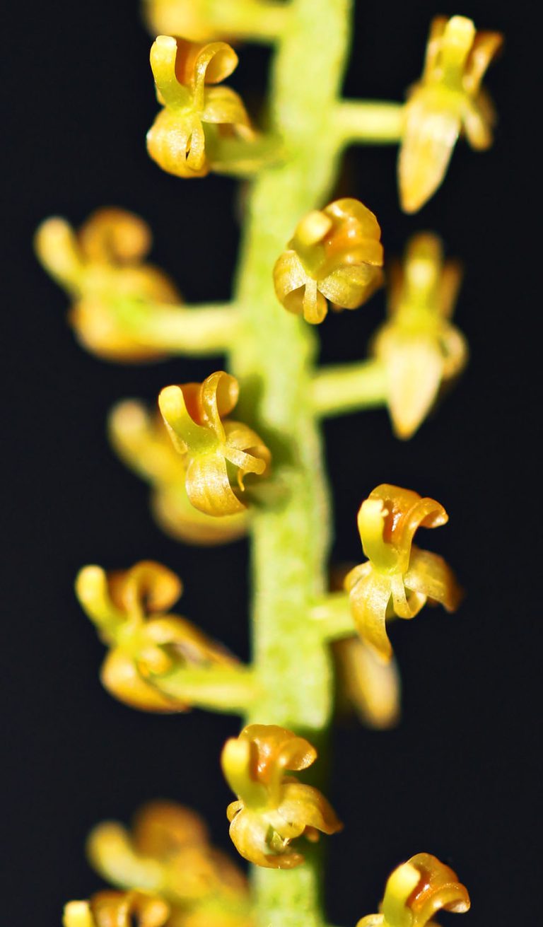 Liparis dendrochiloides