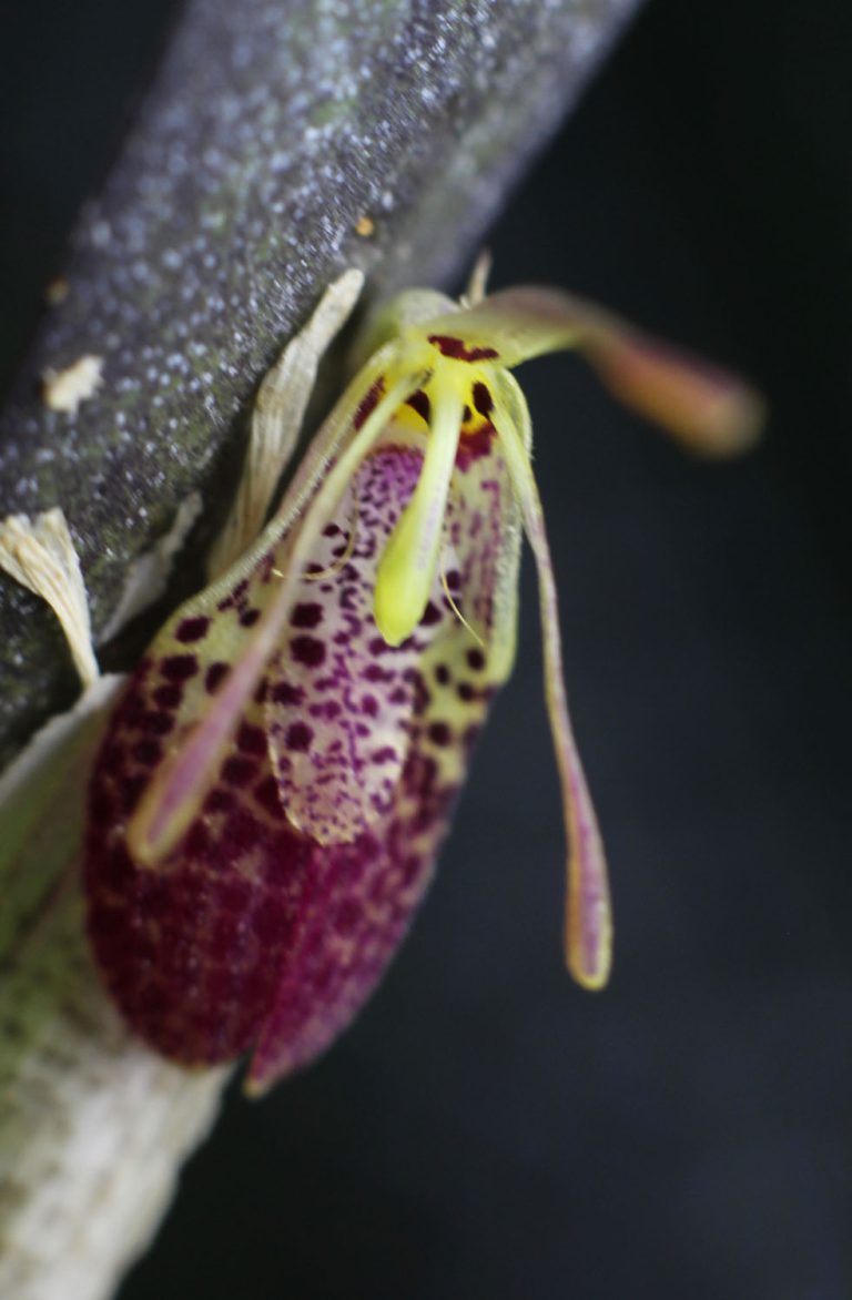 Restrepia muscifera