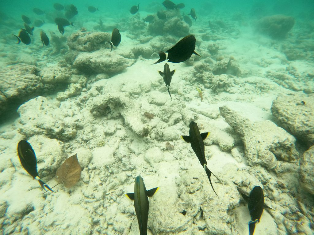 Acanthurus nigricauda