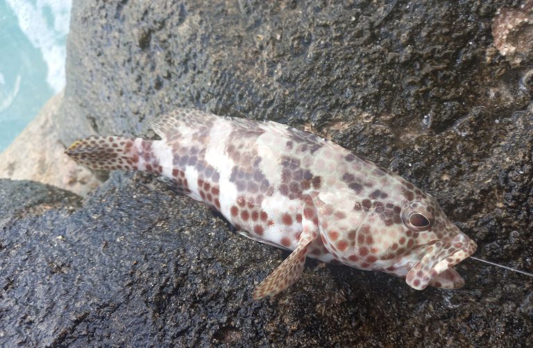 Epinephelus tauvina