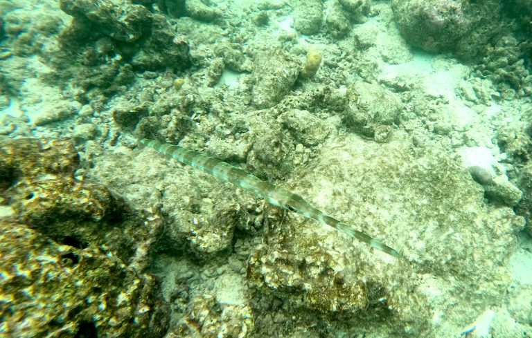 Fistularia commersonii