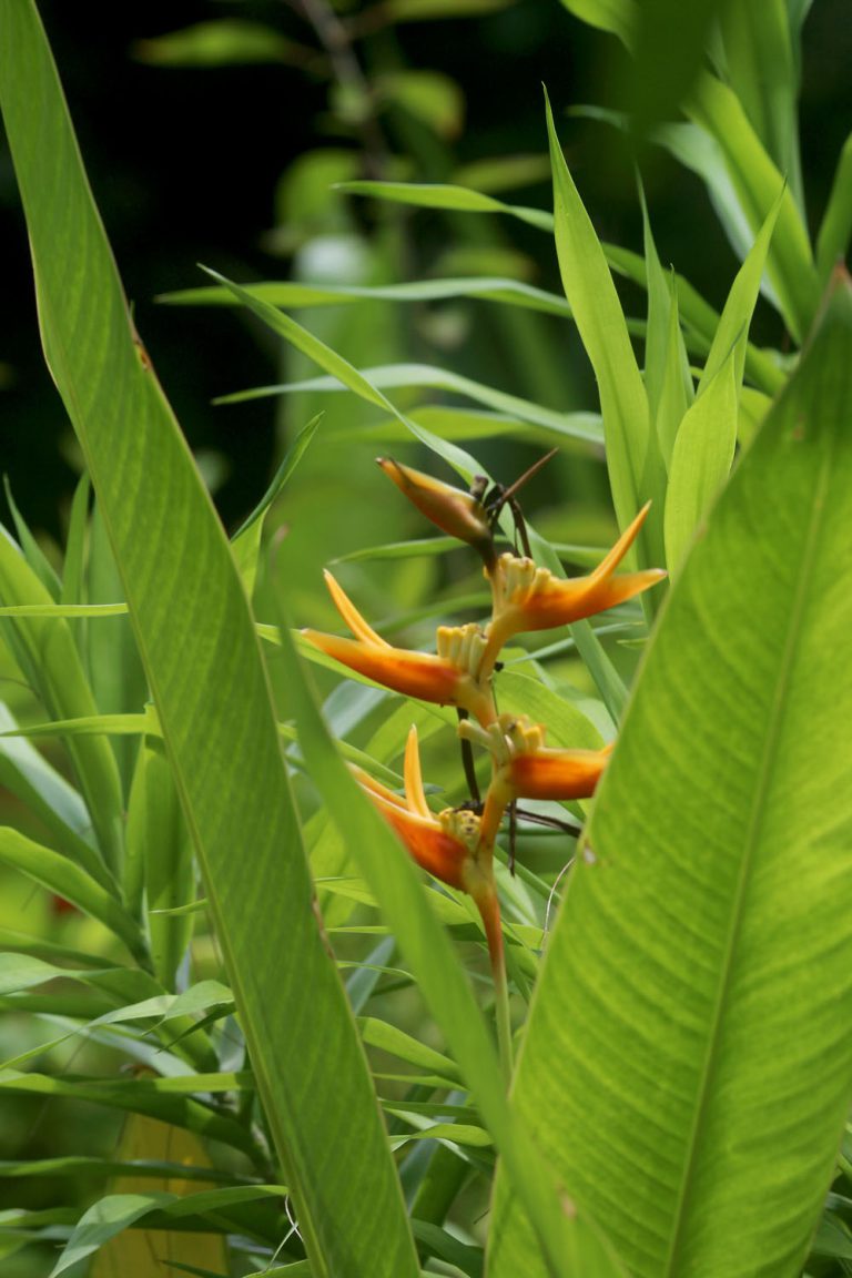 Heliconia psittacorum