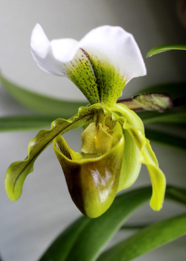 Paphiopedilum leeanum