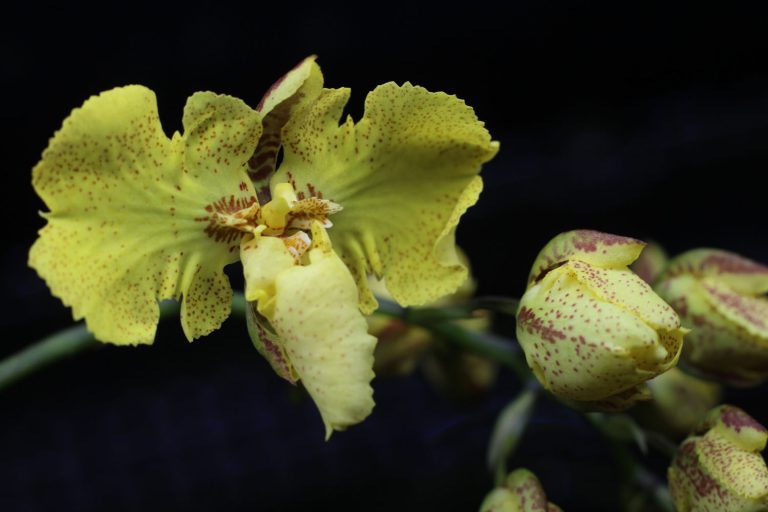 Zelemnia Midas