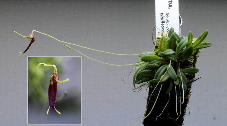 Trisetella andreettae