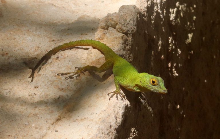 Anolis dominicensis