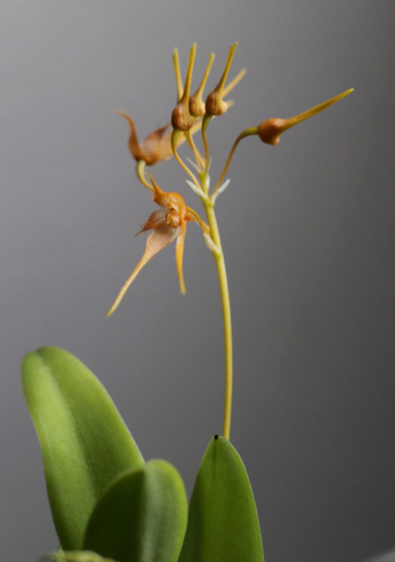 Bulbophyllum taiwanense