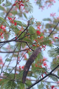 Delonix regia
