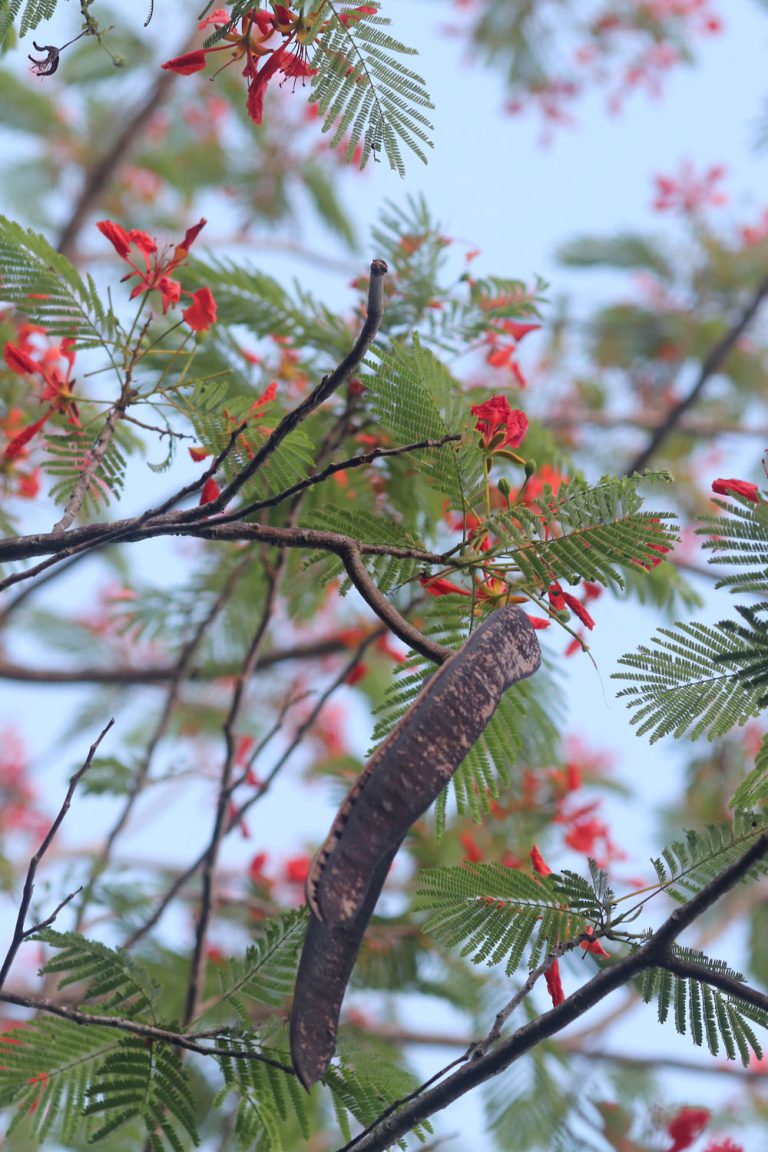 Delonix regia