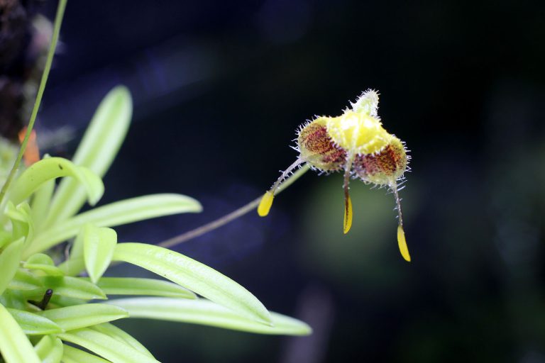 Diodonopsis erinacea