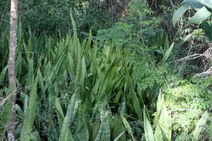 Dracaena trifasciata