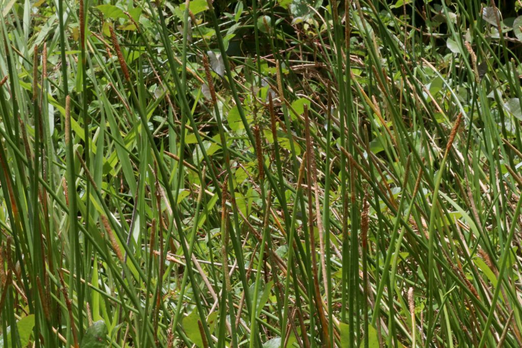 Eleocharis interstincta