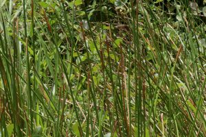 Eleocharis interstincta