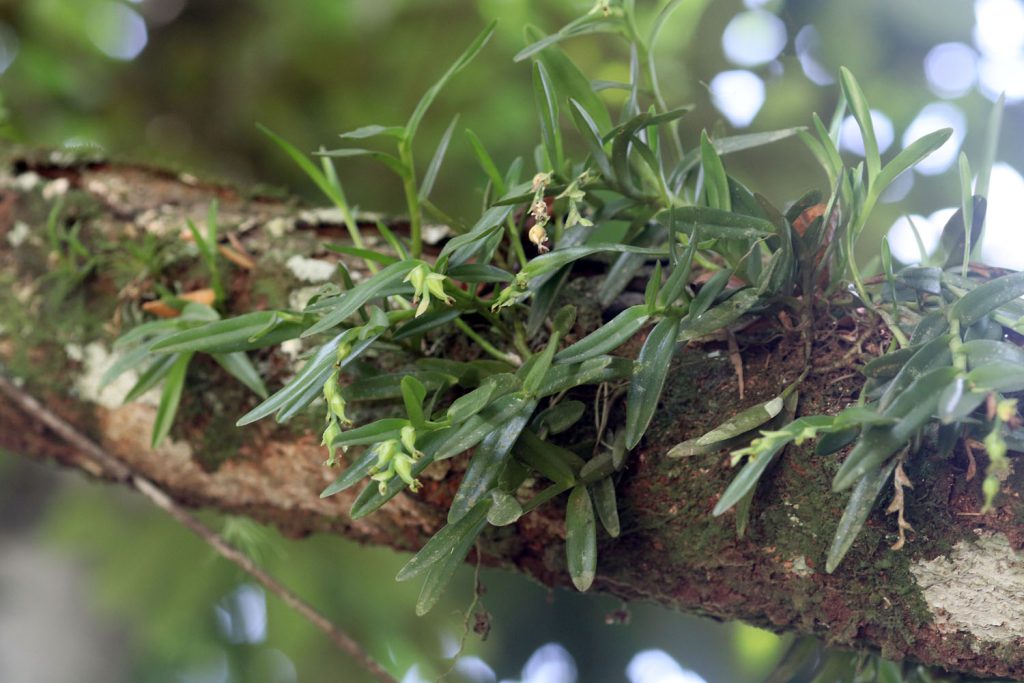 Epidendrum rigidum