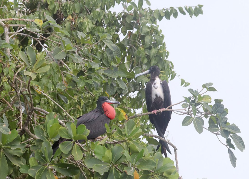 Fregata magnificens