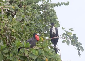 Fregata magnificens