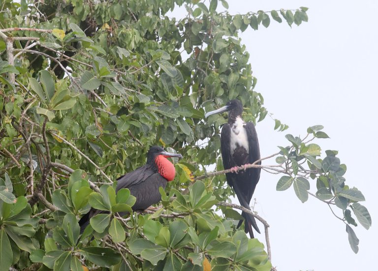 Fregata magnificens