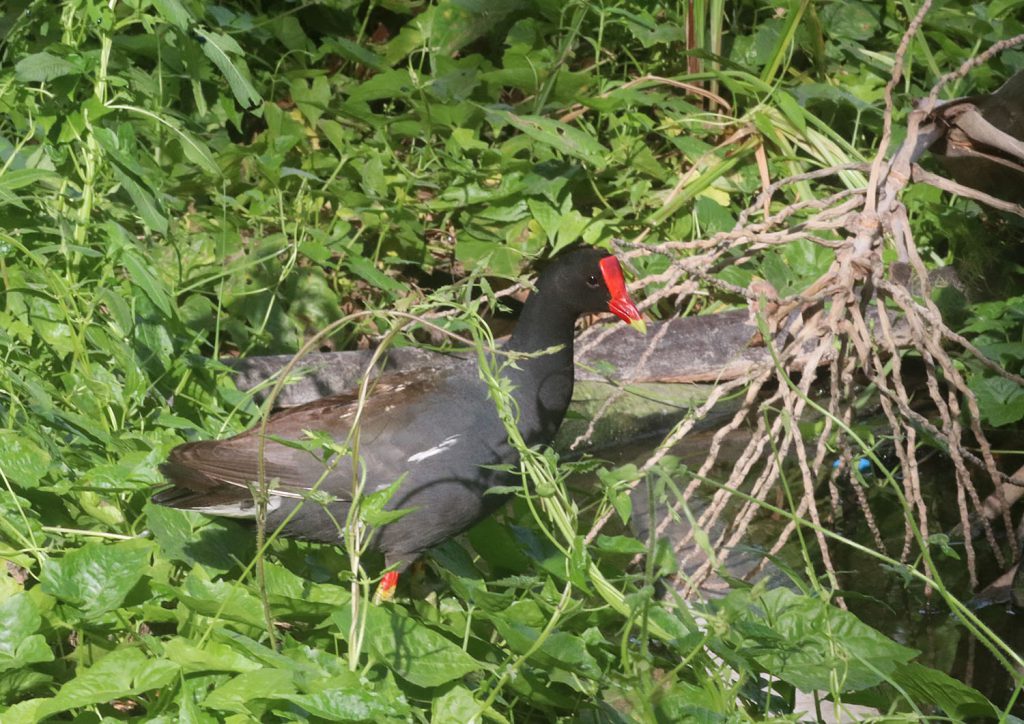 Gallinula chloropus