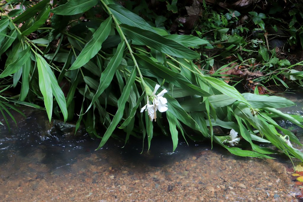 Hedychium coronarium
