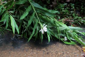 Hedychium coronarium