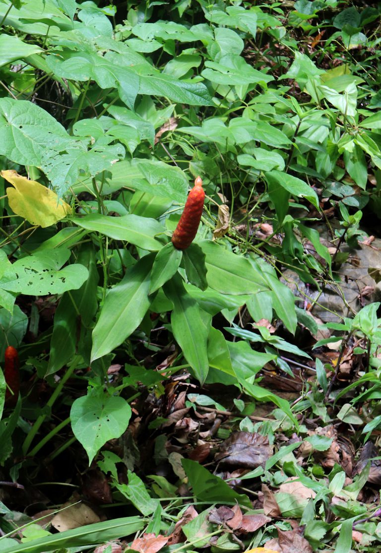 Hellenia speciosa