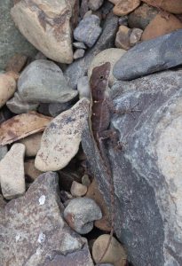 Norops sagrei