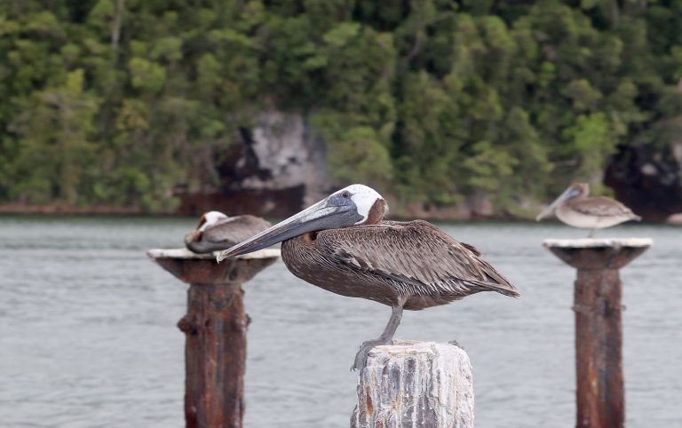 Pelecanus occidentalis