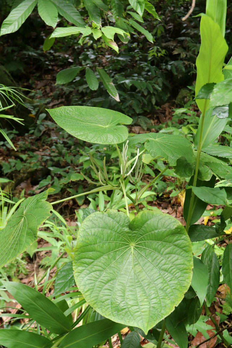 Piper umbellatum