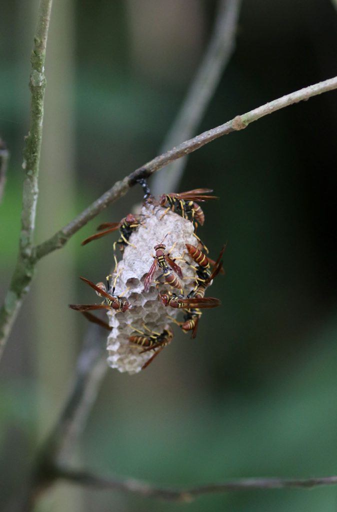 Polistes major major