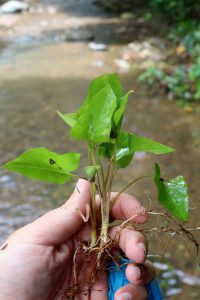 Syngonium podophyllum