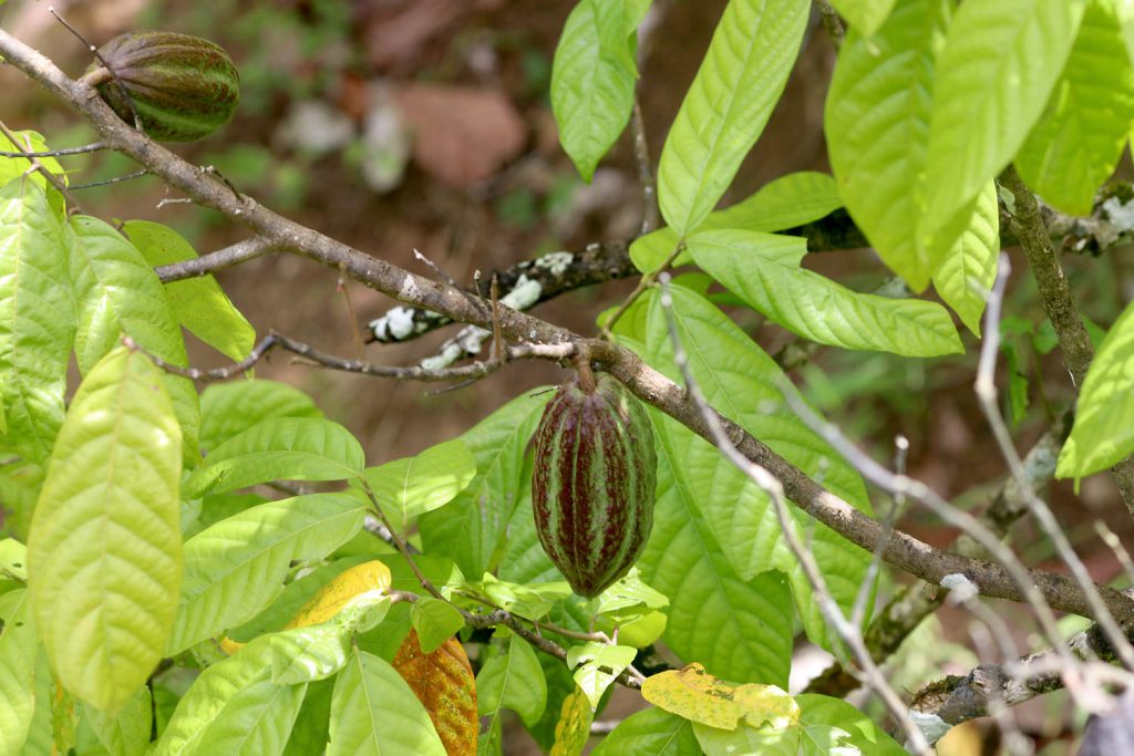 Theobroma cacao