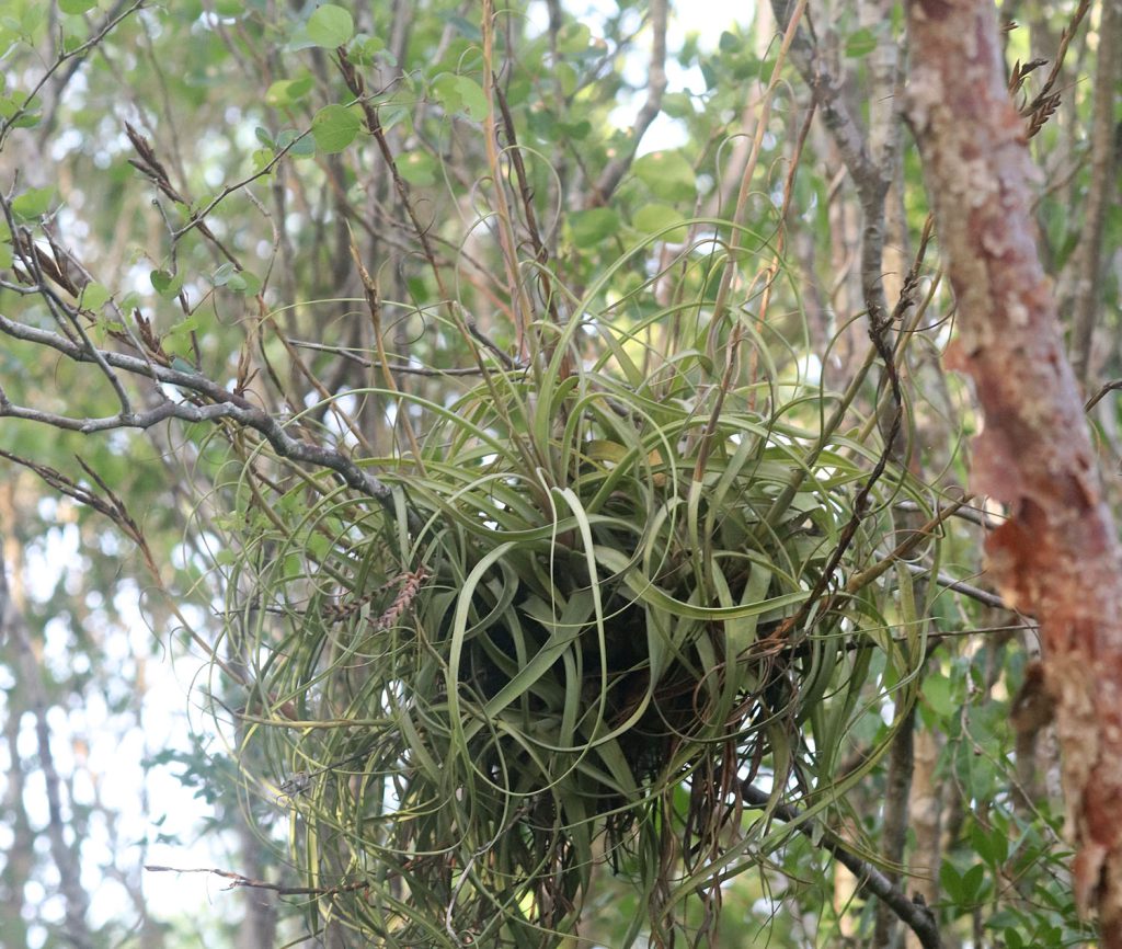 Tillandsia balbisiana