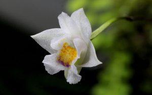 Porpax extinctoria