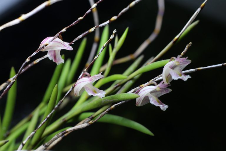 Dendrobium acerosum