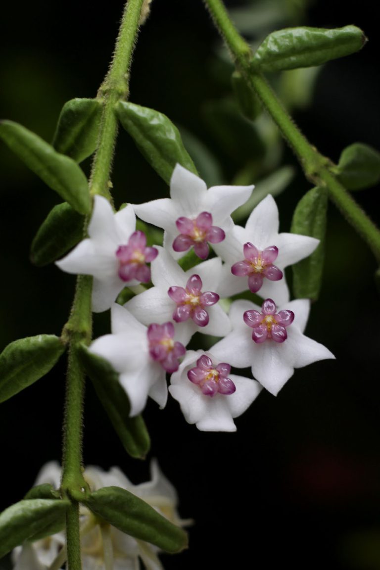 Hoya vaccinioides
