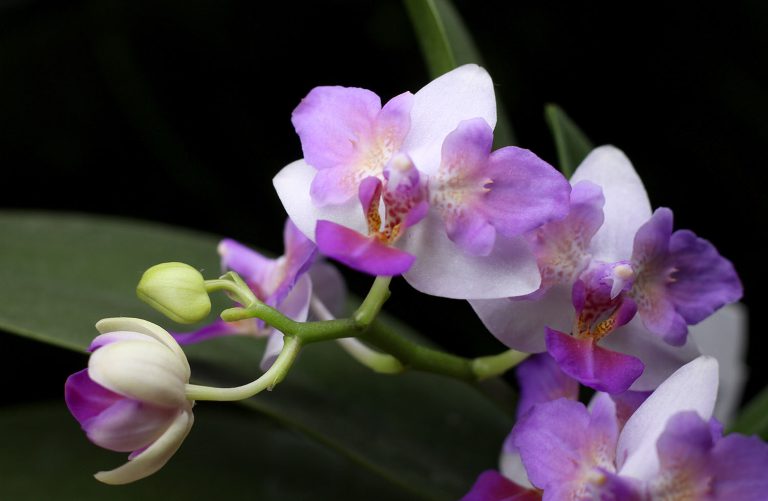 Phalaenopsis Liu's Berry 'Trinity'
