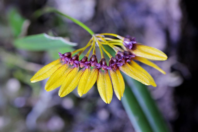 Bulbophyllum retusiusculum