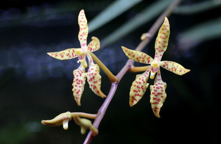 Renanthera monachica