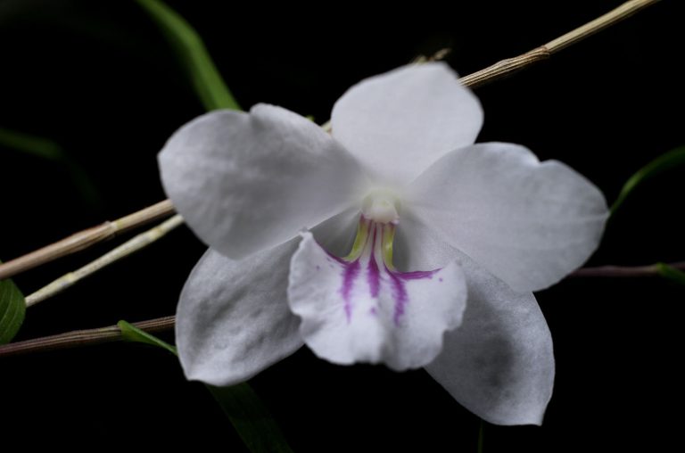 Dendrobium papilio