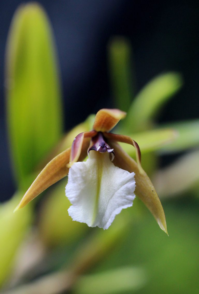 Dinema polybulbon