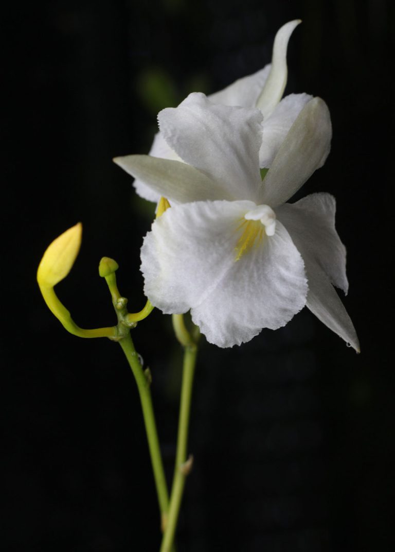 Broughtonia sanguinea alba