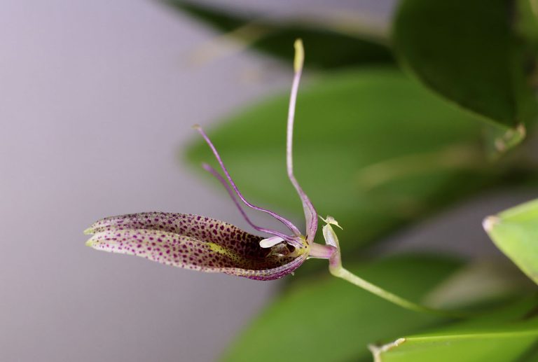 Restrepia dodsonii