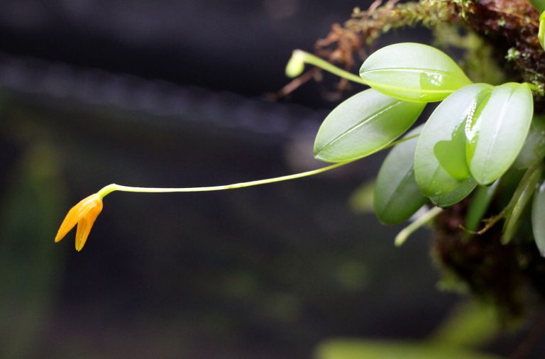 Specklinia corniculata