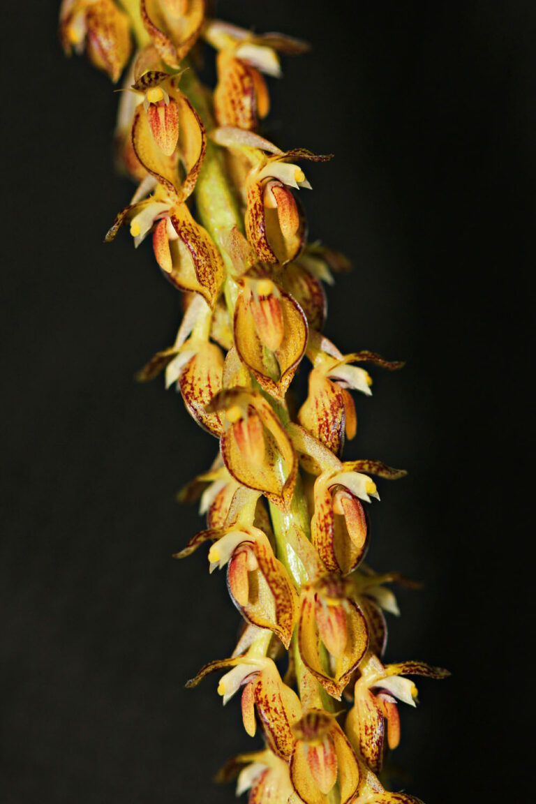 Фотография цветения Бульбофиллума огуречнобульбного (Bulbophyllum sicyobulbon)