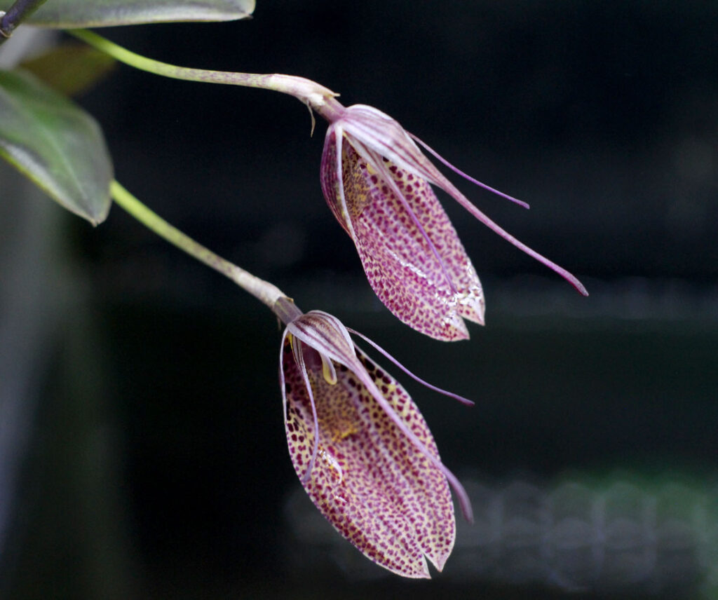 Фотография цветения Рестрепии мелкопятнистой (Restrepia guttulata)