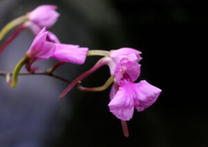 Фотография цветения орхидеи Компареттии серповидной (Comparettia falcata)