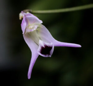 Фотография цветения орхидеи Порроглоссума Нутибары (Porroglossum nutibara)